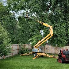 How Our Tree Care Process Works  in  Braddock, VA