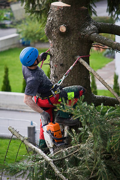 Best Tree Planting  in Braddock, VA