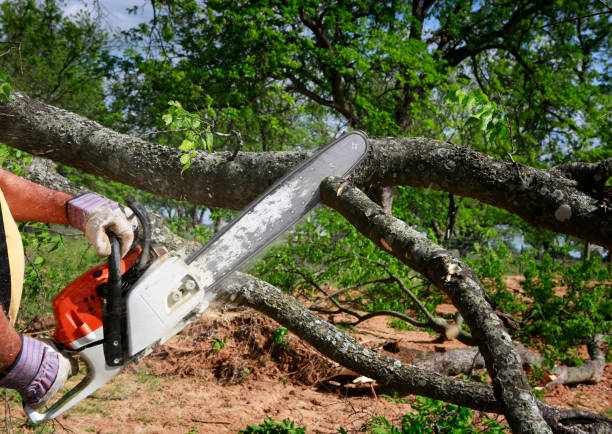 Reliable Braddock, VA Tree Care Services Solutions